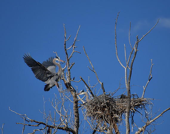 The Great Landing_7531