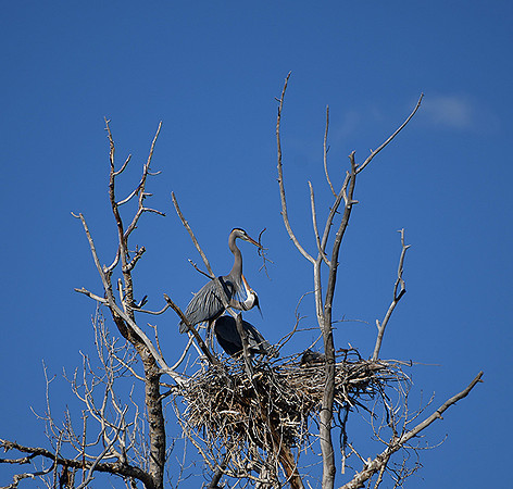 Blue Heron Nest_7540 00