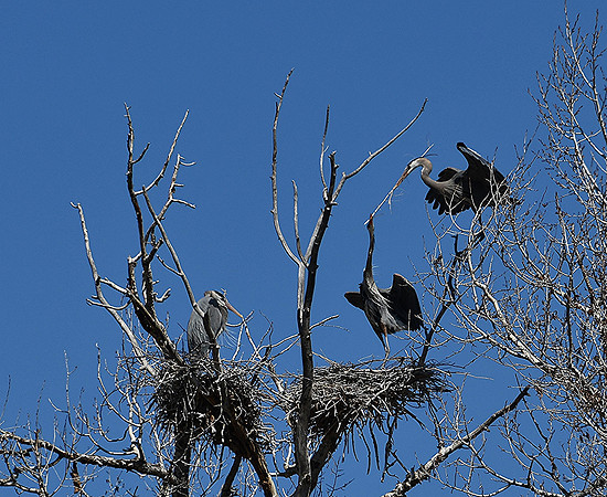 Sharing in Nest Building_8074