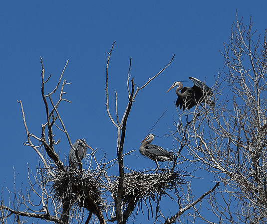 Mate Nest Building (Blue Heron)_8075