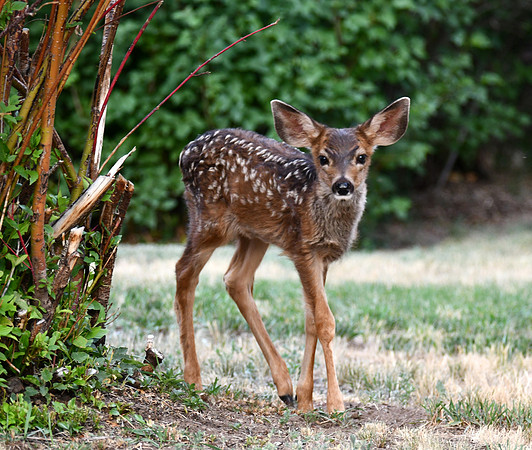 Curiosity_4164