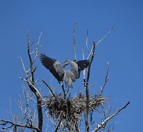 Mighty Wings_8436