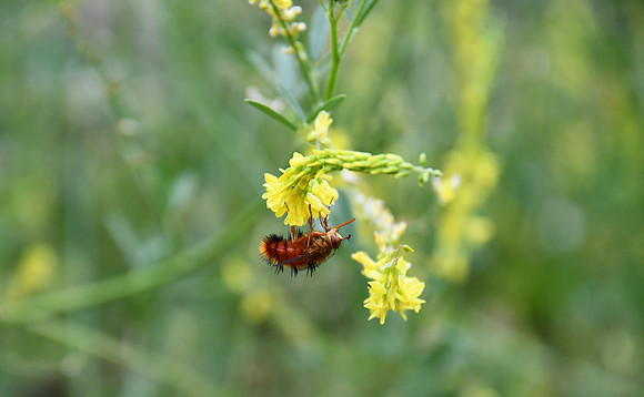 Bee_9341
