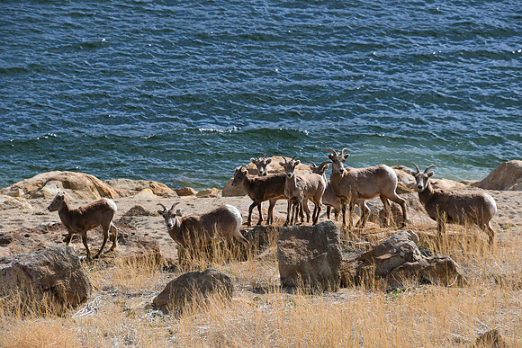Bighorn Blue  Mesa_0264