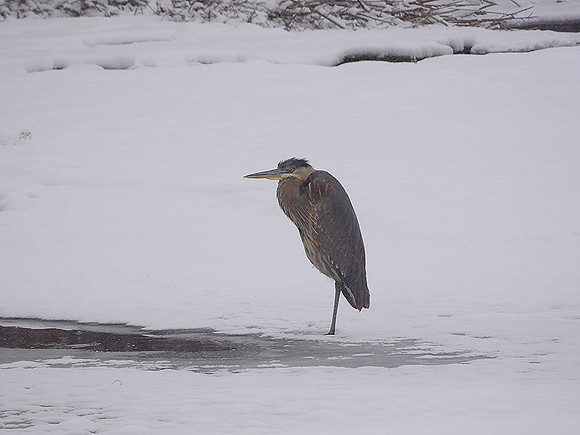 Great Blue Heron snowing_0066