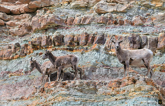 Bighorns on the Morrison_6410