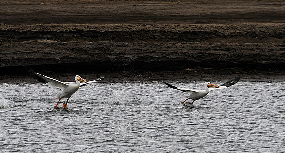 Pelican Duo_2475