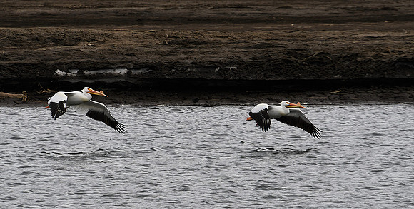 Migrating Pelicans_2485