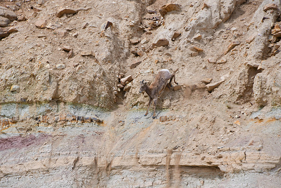 Fearless Descent_5665