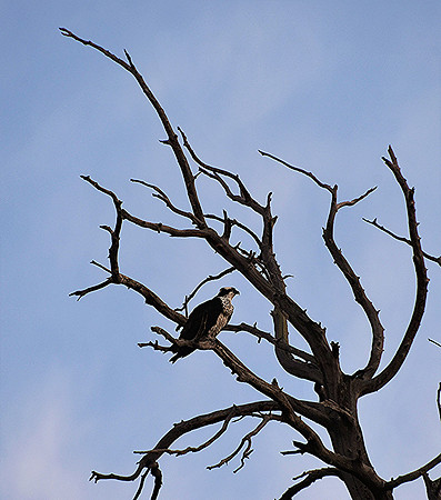 Evening Osprey_8384