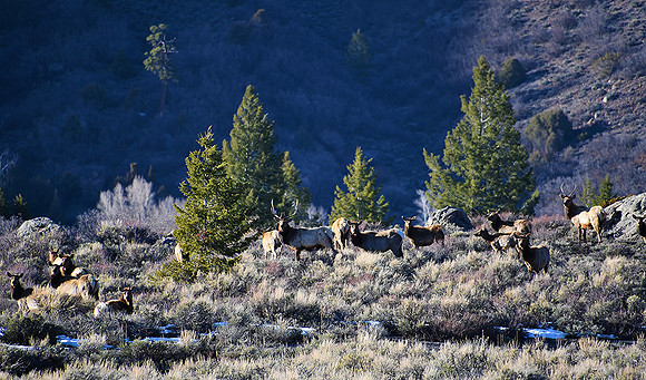 Elk on the Rim_8769