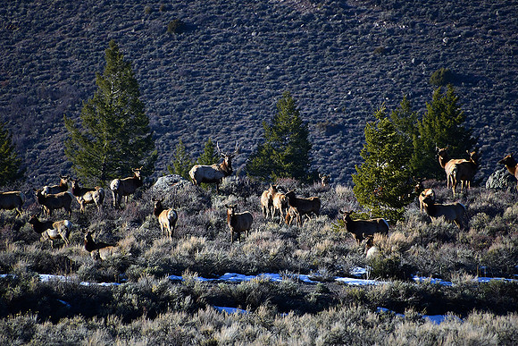 Spring Elk at Blue Mesa Dam_8939