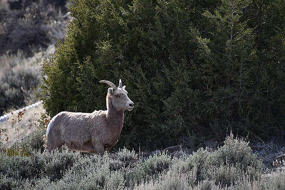 Rocky Mtn Bighorn Sheep_0522