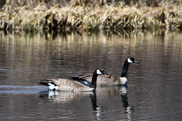 Canada Geese_4108