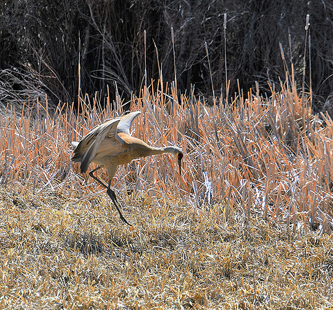 Sandhill Crane Mating Dance 2_3304