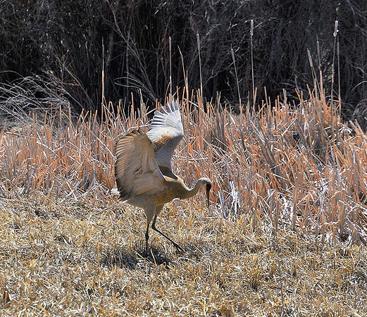 Sandhill Crane Mating Dance 3_3305