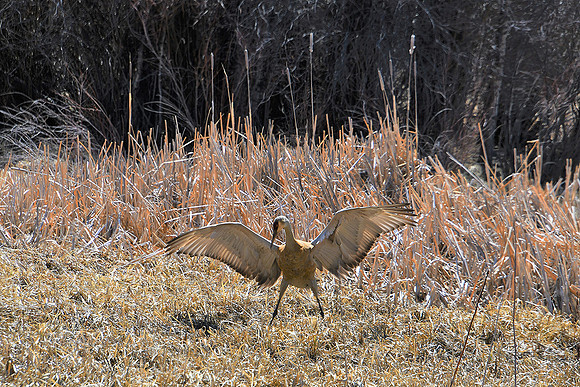 Sandhill Crane Mating Dance 4_3309
