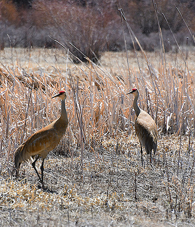 Sandhill Crane Mating Contenders_3446
