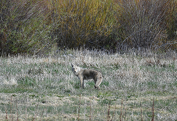 Coywolve_3108