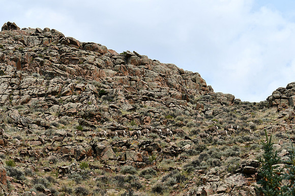 An Entire Herd_5619
