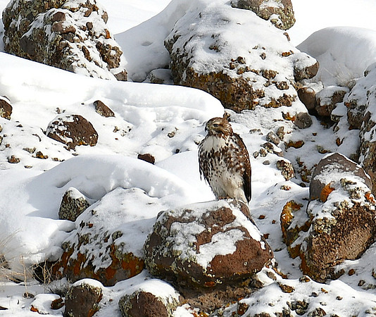 Red-tailed Hawk_3091