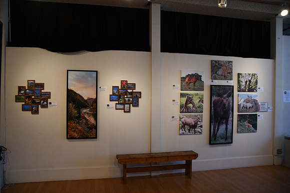 Blue Mesa Star frames and Canyon images & Wildlife Babies south wall_4274