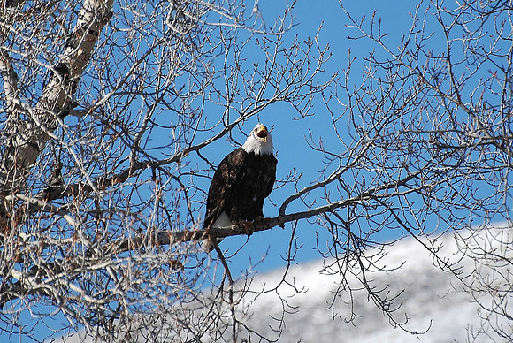 eagle laughing _0449