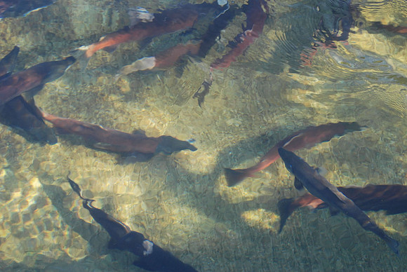 Kokanee at Hatchery_0588