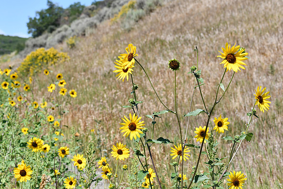 Wild Sunflowers_6230