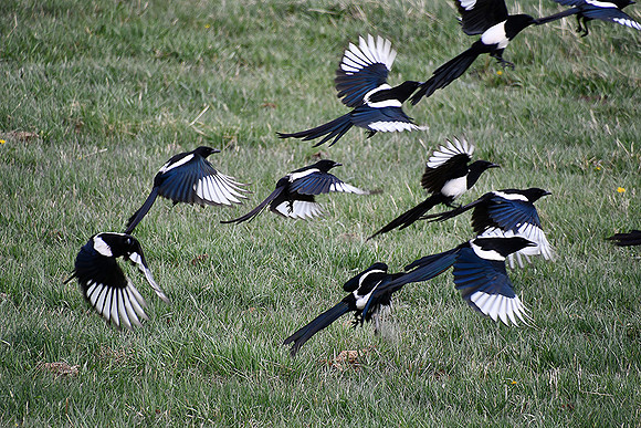 Birds of a Feather_7327