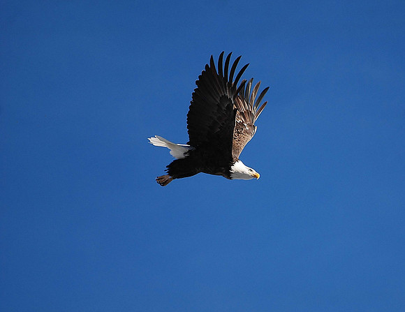 eagle_0033