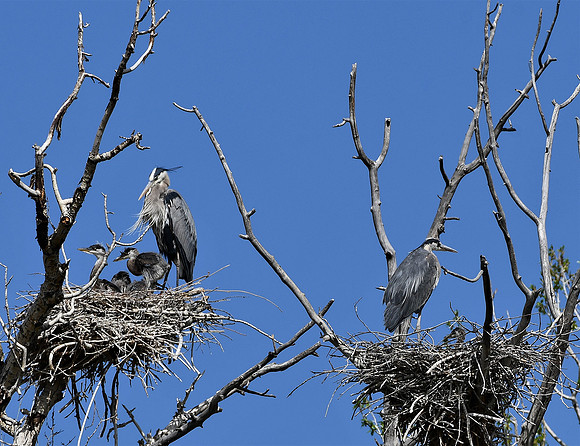 Baby Blues_1922