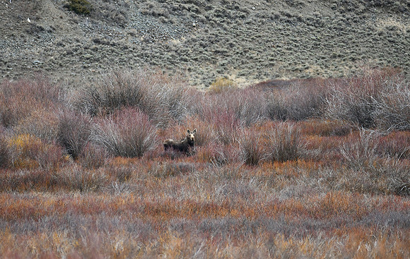 Moose in Willows and Dogwood bushes_8235