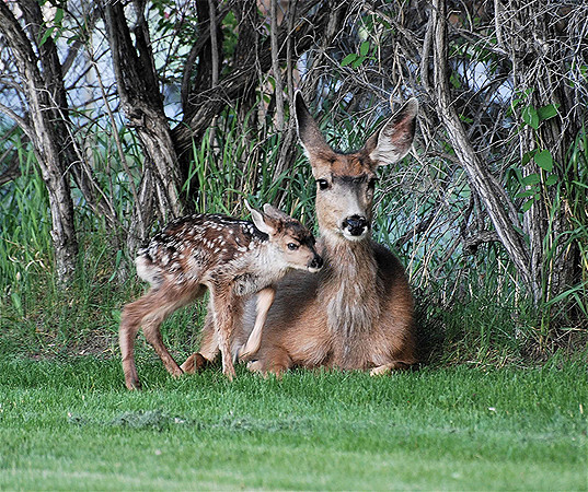 Newborn Fawn _0152
