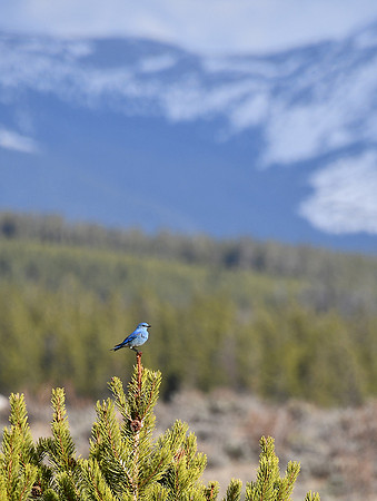 Blue Tip_8140