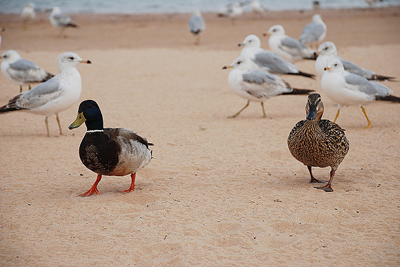 Duck Mates - 138