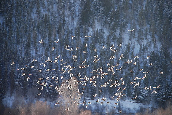 Swallows_0042
