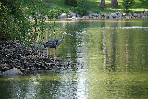 Heron on Pond_0128