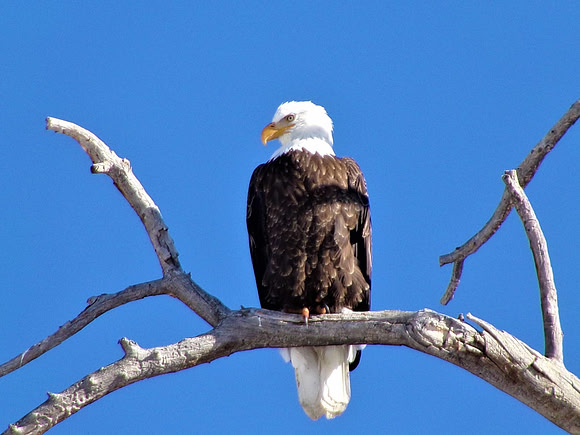bald eagle 110_8170