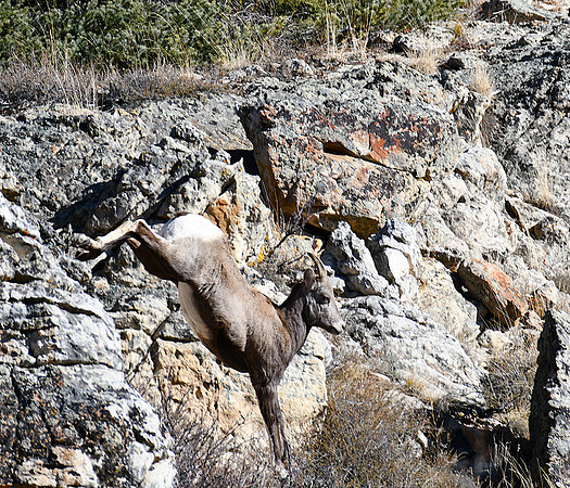 Leaping across the Cliffs_4955
