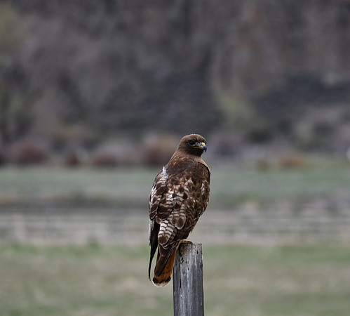 Standing Tall_4075