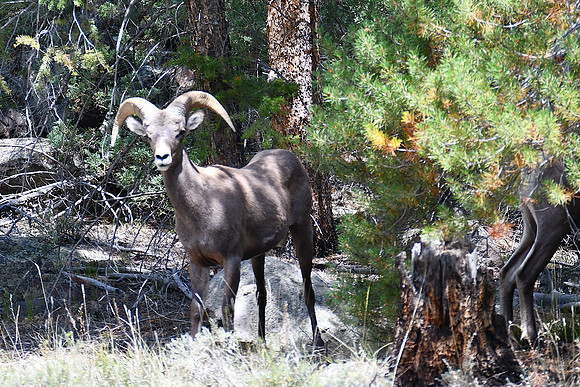 Peering Out of the Forest_6224