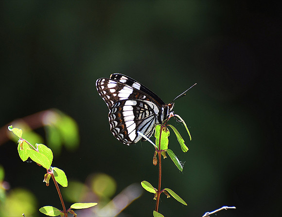 Light Dance _0325