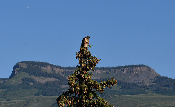 Hawk Screech