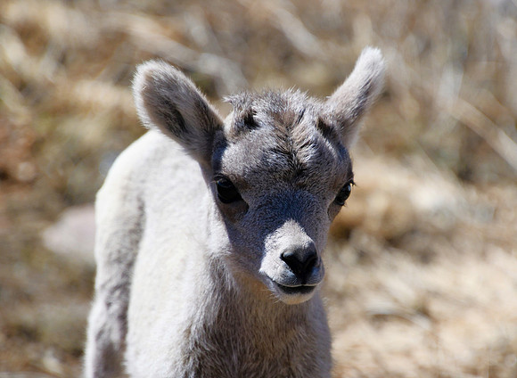 Days Old_0731