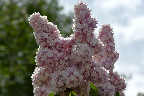 Pink Lilacs_2700