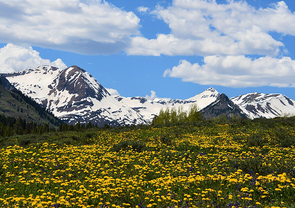 Meadow Gold_7239