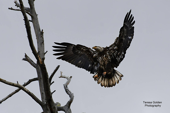 young bald eagle