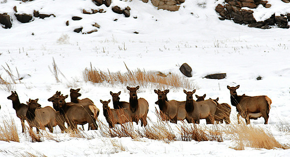 Small Elk Herd_0057