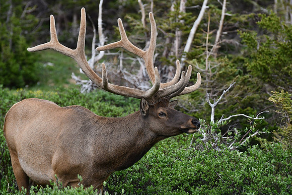 Glorious Elk